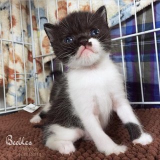 Beebles - Exotic Shorthair Cat