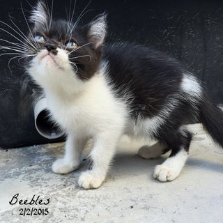 Beebles - Exotic Shorthair Cat