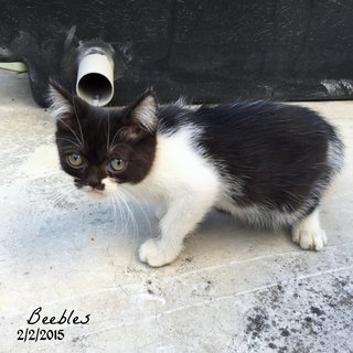 Beebles - Exotic Shorthair Cat