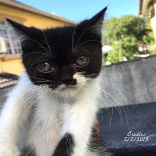 Beebles - Exotic Shorthair Cat