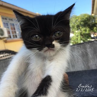 Beebles - Exotic Shorthair Cat