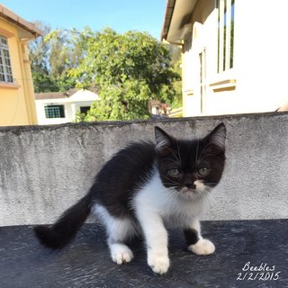 Beebles - Exotic Shorthair Cat