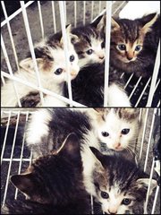 4 Homeless Kittens - Domestic Short Hair Cat