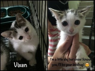 31 Dec 2014 : Vixen's a bit shy but I think she'll be a lovebug once s/he's warmed up to you :-)