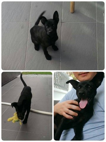 Blacky  - Mixed Breed Dog