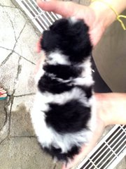 Parti Color Poodle Grey White - Poodle Dog