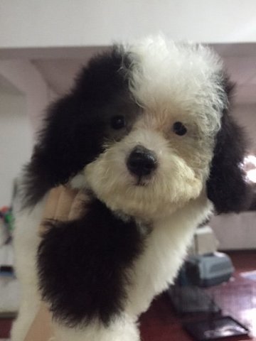 Parti Color Poodle Grey White - Poodle Dog