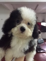 Parti Color Poodle Grey White - Poodle Dog