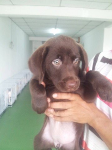 PF63872 - Labrador Retriever Dog