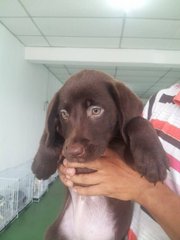 PF63872 - Labrador Retriever Dog