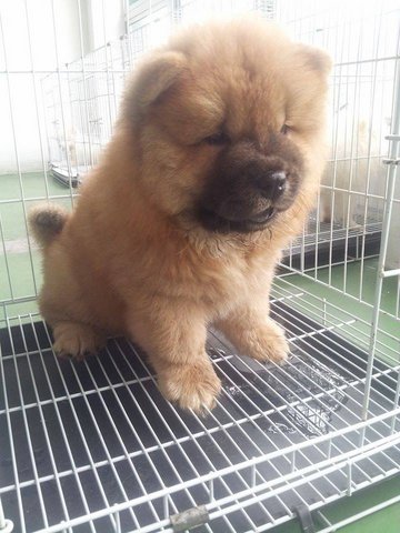 PF63873 - Chow Chow Dog