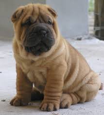 PF63878 - Shar Pei Dog