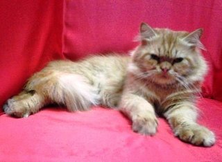 Semi Flat Persian Male Cat - Persian Cat