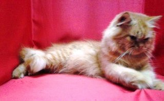 Semi Flat Persian Male Cat - Persian Cat