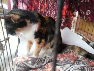 Calico - Domestic Short Hair Cat