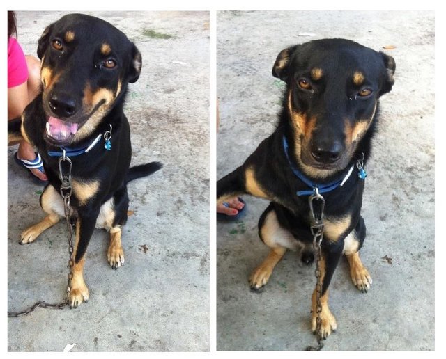 Muazi - Rottweiler Mix Dog