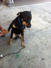 Muazi - Rottweiler Mix Dog