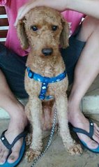 Happy - Poodle Dog