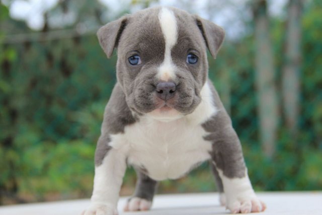 American Bully Puppies  - American Bulldog Dog