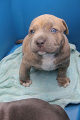 American Bully Puppies  - American Bulldog Dog