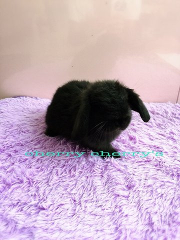 Holland Lop-black 1710 - Holland Lop Rabbit