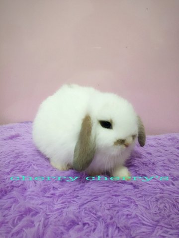 Holland Lop-tri Colour 117 - Holland Lop Rabbit