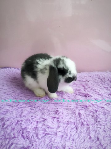 Holland Lop-broken Blue 171 - Holland Lop Rabbit