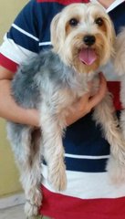 Cas - Silky Terrier Dog