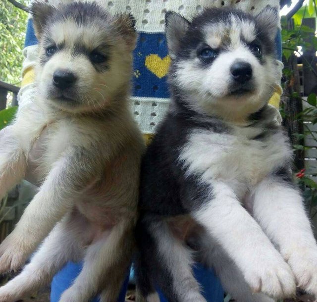 Blue Eye Big Bone Siberian Husky - Siberian Husky Dog