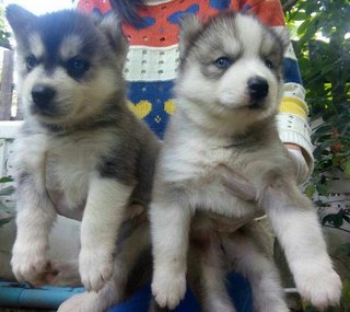 Blue Eye Big Bone Siberian Husky - Siberian Husky Dog