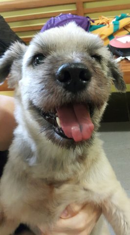 Colonel  - Terrier + Shih Tzu Dog