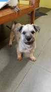 Colonel  - Terrier + Shih Tzu Dog