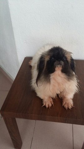 PF63956 - Pekingese Dog