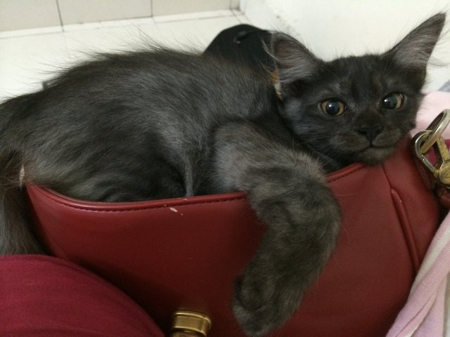 Tom - Maine Coon + Domestic Long Hair Cat