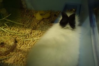 Shiro &amp; Kuro - Angora Rabbit Rabbit