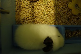 Shiro &amp; Kuro - Angora Rabbit Rabbit