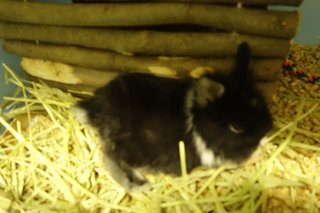 Shiro &amp; Kuro - Angora Rabbit Rabbit