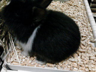 Shiro &amp; Kuro - Angora Rabbit Rabbit