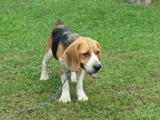 Yangyang  - Beagle Dog