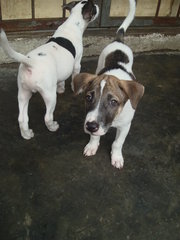 Boy 1, 2, 3  - Mixed Breed Dog