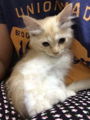 Baby - Maine Coon + Domestic Long Hair Cat