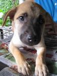 Zena - Mixed Breed Dog