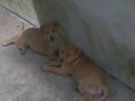 Igor(left) and his sister at fosterer home