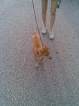 Evening walk ... he so excited with the new enviroment