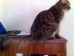 Gary Goodboy - Domestic Long Hair Cat