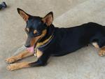 Max - Miniature Pinscher Dog