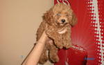 Toy Poodle Puppy - Poodle Dog