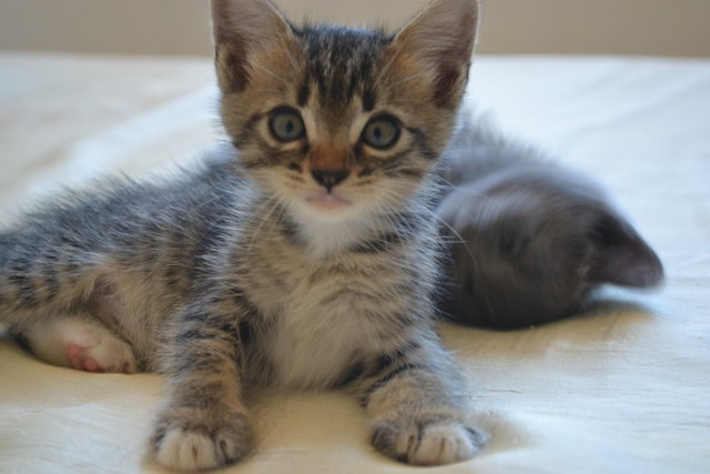 Donna - Domestic Short Hair + Chartreux Cat