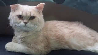 Garfilled - Persian Cat