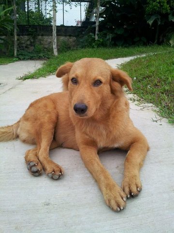 Lui Lui - Golden Retriever Mix Dog